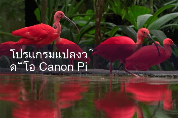 ตัวแปลงวิดีโอ pinnacle|pm8club|fun88|playme8