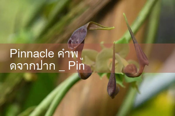 Pinnacle Pinnacle คำพูดจากปาก|pm8club|fun88|playme8